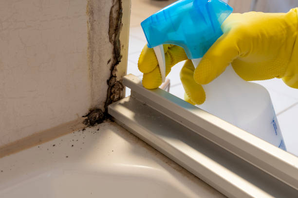 Best Mold Cleaning Services  in Clarksville, IA
