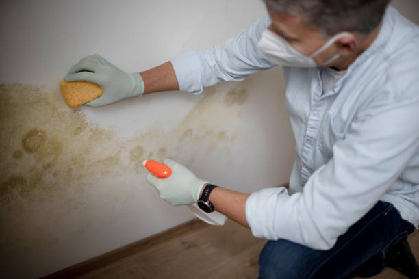Clarksville, IA Mold Removal Company