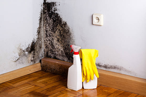 Best Local Mold Removal Service  in Clarksville, IA