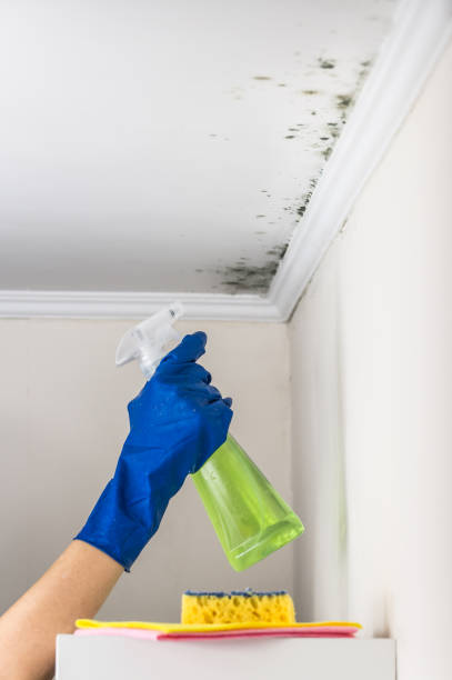 Best Black Mold Removal  in Clarksville, IA