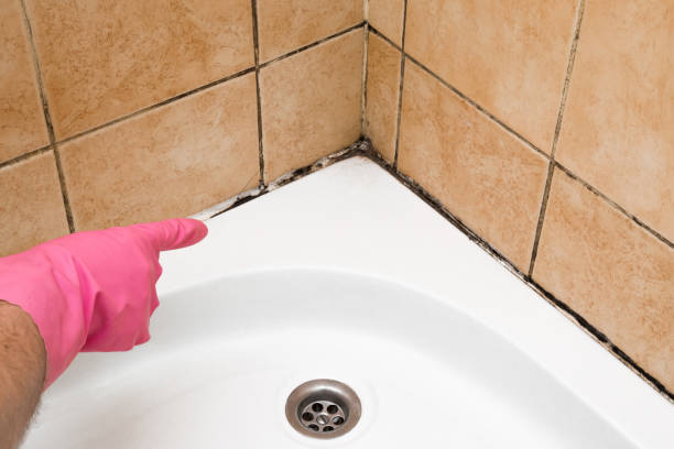 Crawl Space Mold Removal in Clarksville, IA