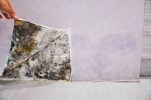 Best Home Mold Removal  in Clarksville, IA